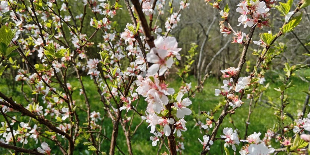 Опрыскиваю цветущую вишню только этим средством для большого урожая