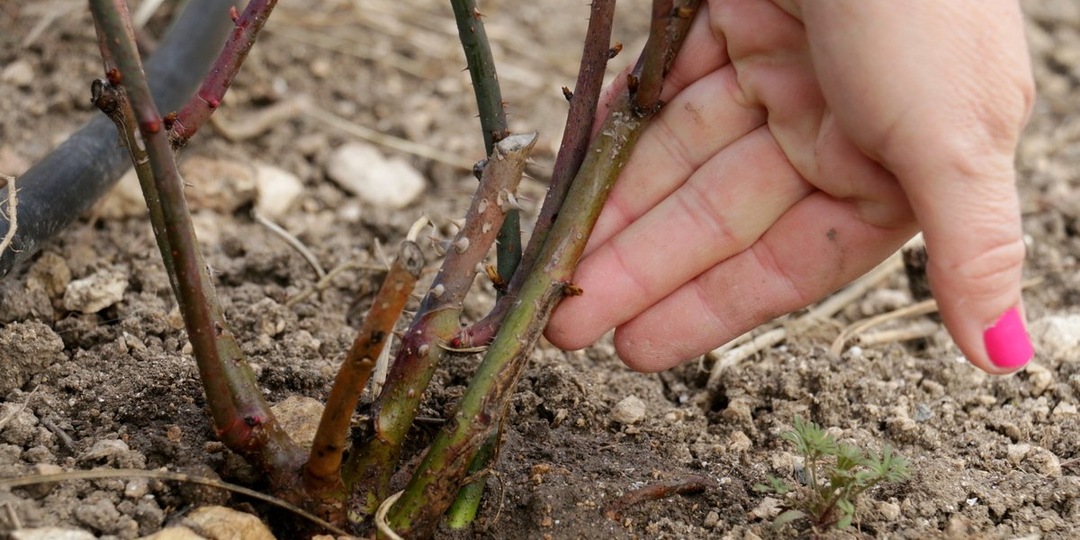 Весенняя подкормка для роз, регенерирующая их после зимы