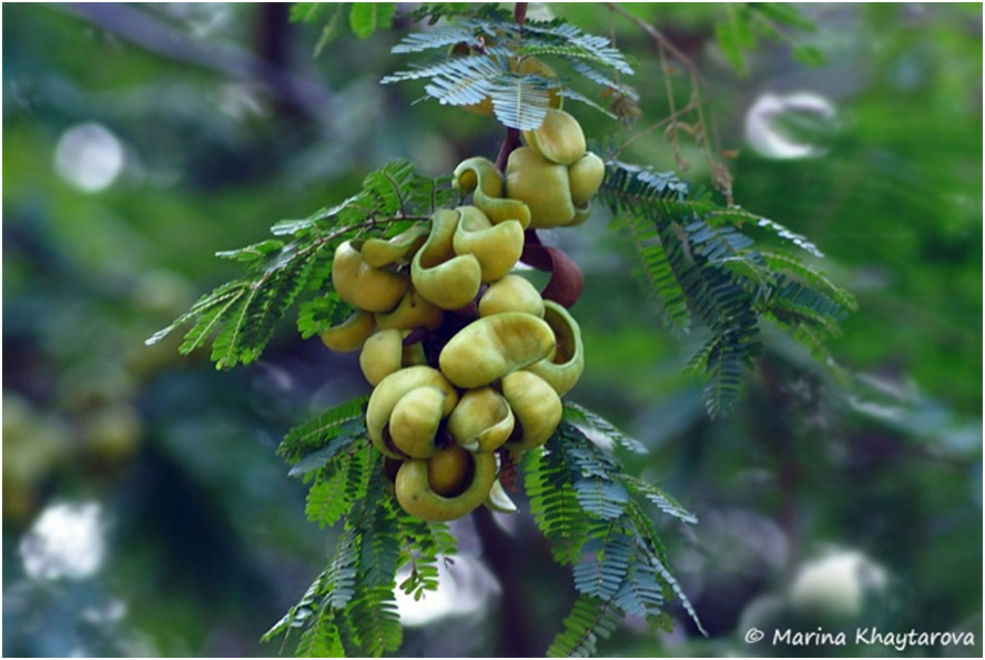 Источник:  http://www.plantsofasia.com/index/caesalpinia_coriaria/0-445