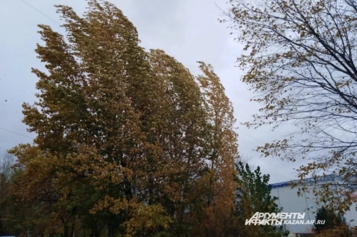    В Ивановской области прогнозируют ветреную погоду