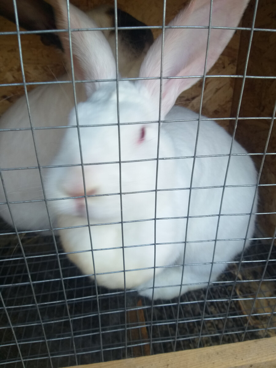 Представитель "бесполезных"