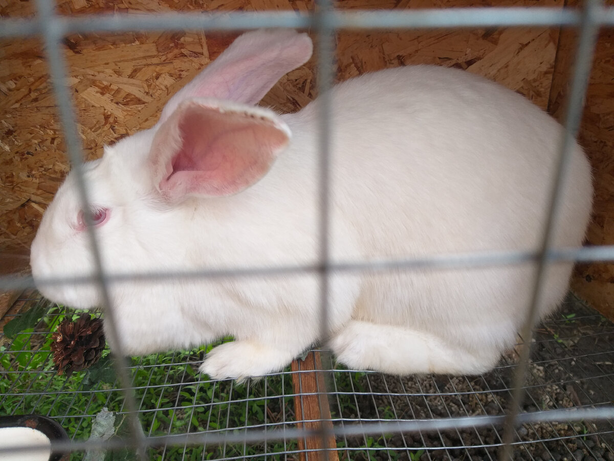 Думали Снежинка, оказалась целый Снежинюн