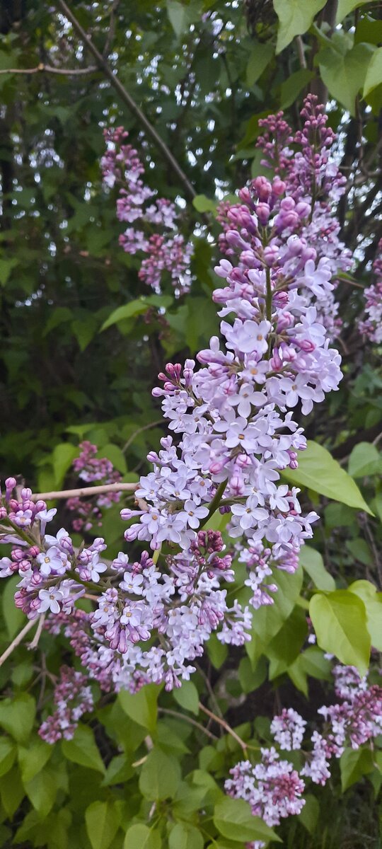 Не смотря на холода,  у нас распускается сирень..