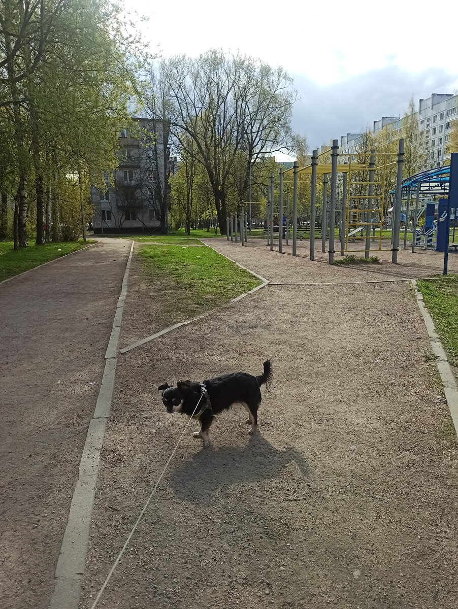 Идем с Ежевикой на турник