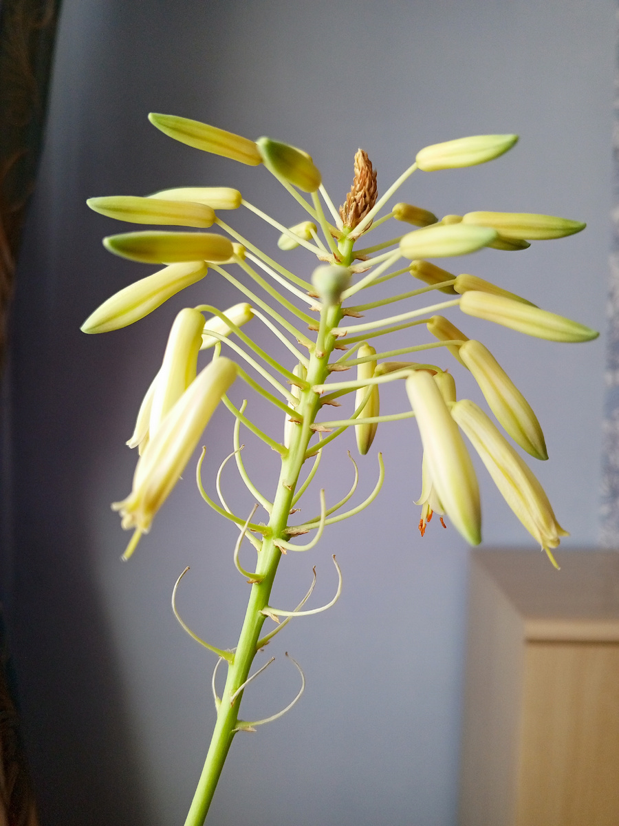 Цветок алоэ