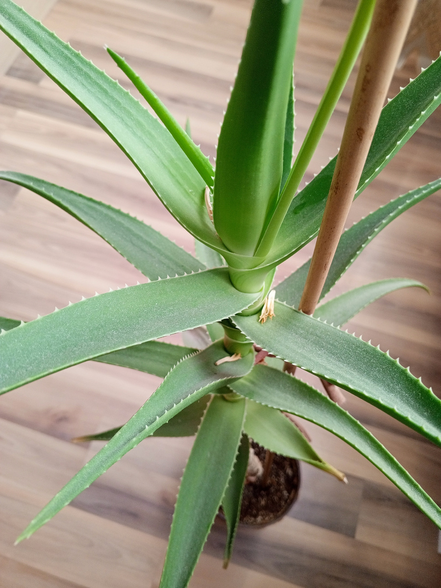 В верхней части цветка растёт стрела.