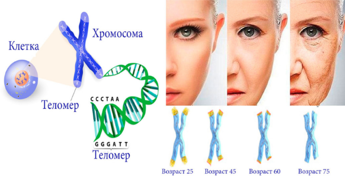 С возрастом теломеры становятся все короче