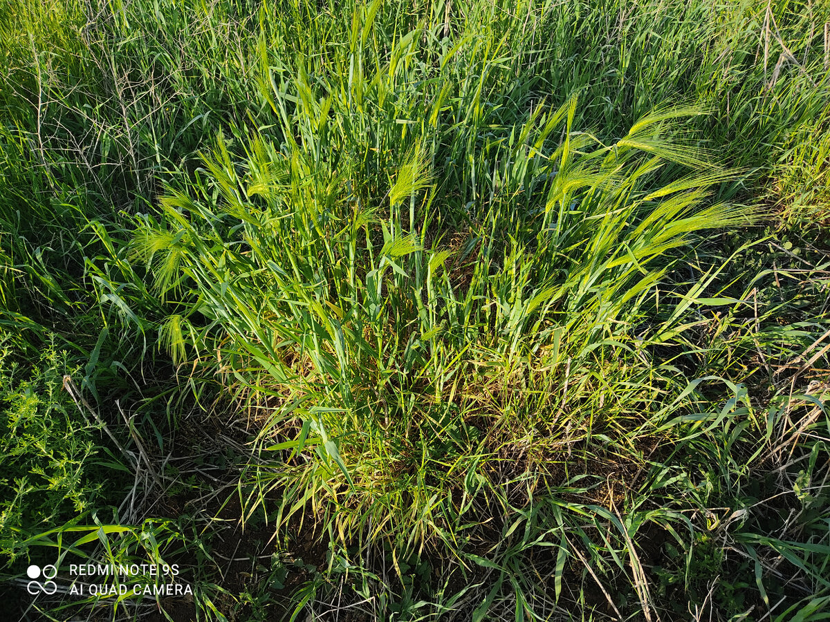 Мышиный город