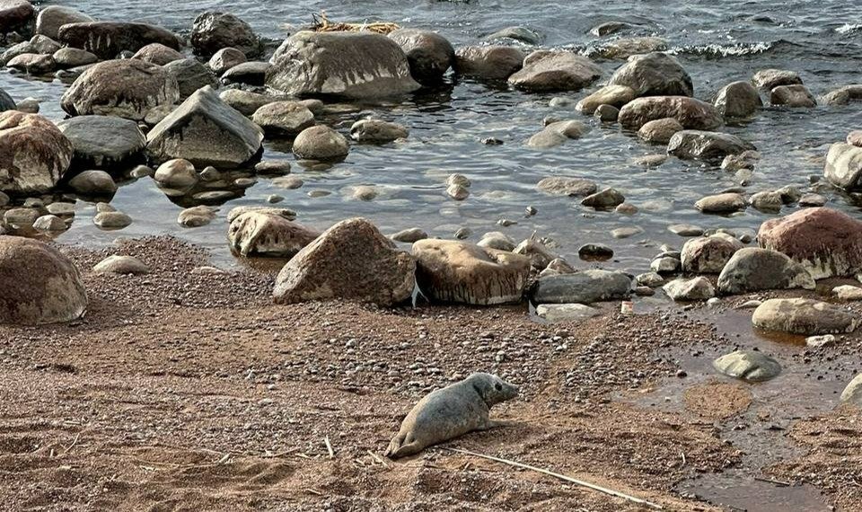 Серый тюленёнок. Фото: Фонд друзей балтийской нерпы