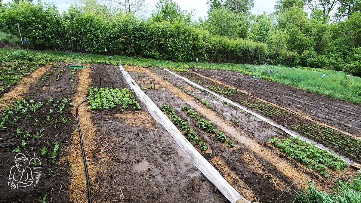 Две поливалки на одном участке. Очередной раз поливаем осциллирующими дождевателями весь огород этой весной. В том числе поливаем и картофель до всходов. Несмотря на пасмурную погоду и дождь в прогнозе, тех капель, которые упали с неба не хватило даже прибить пыль и изменить цвет почвы. Так что поливаем сами так, как нам нужно.