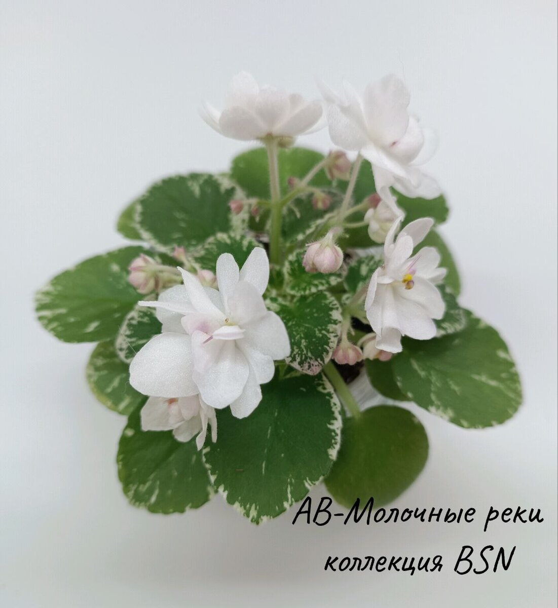 Начало цветения 30.03.2024 г. после пересадки 02.01.2024 г.