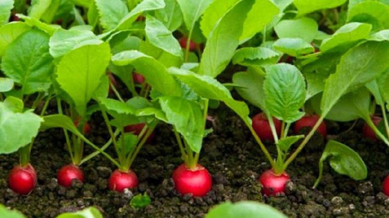 Редис круглой формы