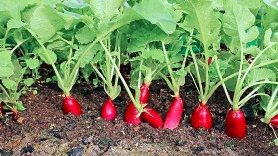 Редис вытянутой формы