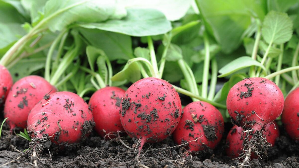 Весенний редис