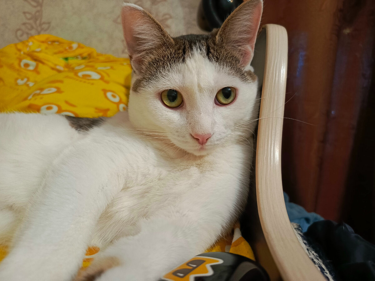 Кот по имени Пятка - ласковая мурчалка, дочкин антистресс, очень тактильный зверь оказался. 