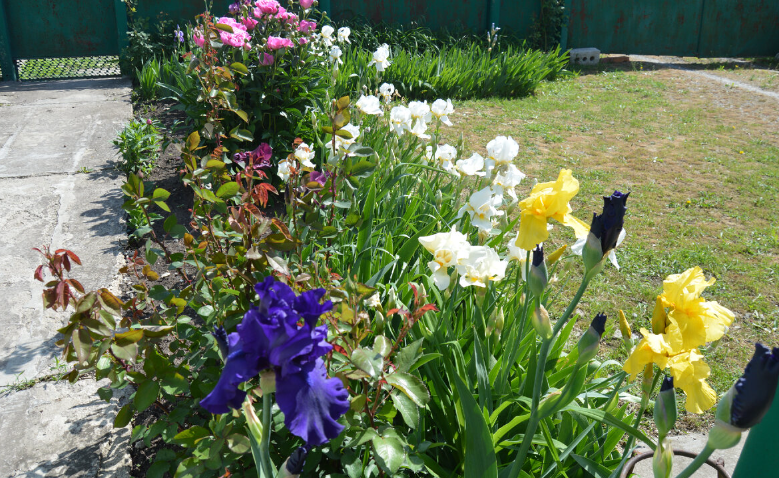 Фото автора. 04.05.2024. Цветут цветы на клумбе у дома. Каждый цветок пахнет по своему.