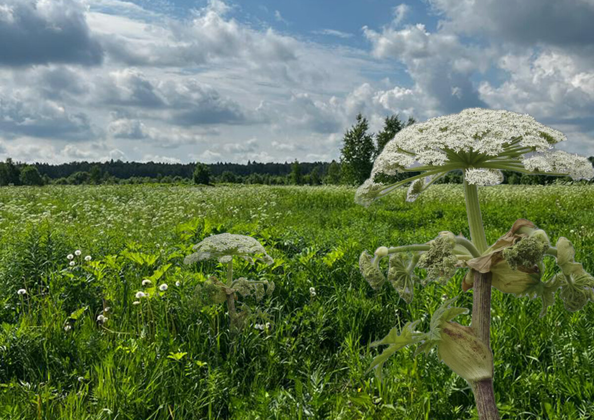    Врач Почтарев рассказал об отложенной опасности после контакта с борщевиком