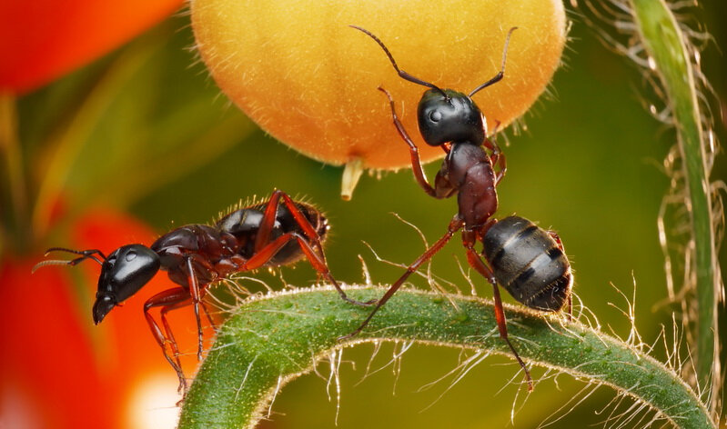 В саду и на огороде часто можно увидеть ползающих муравьев. Если они завелись – беда! 