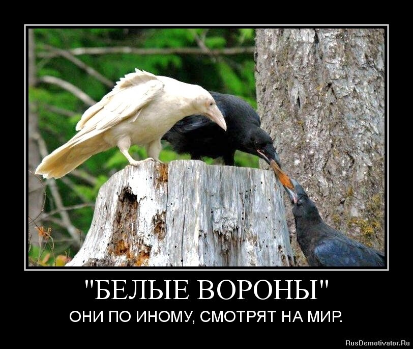 Цитаты про ворон. Цитаты о воронах. Притча про белую ворону. Цитаты про ворон. Ворон цитаты.