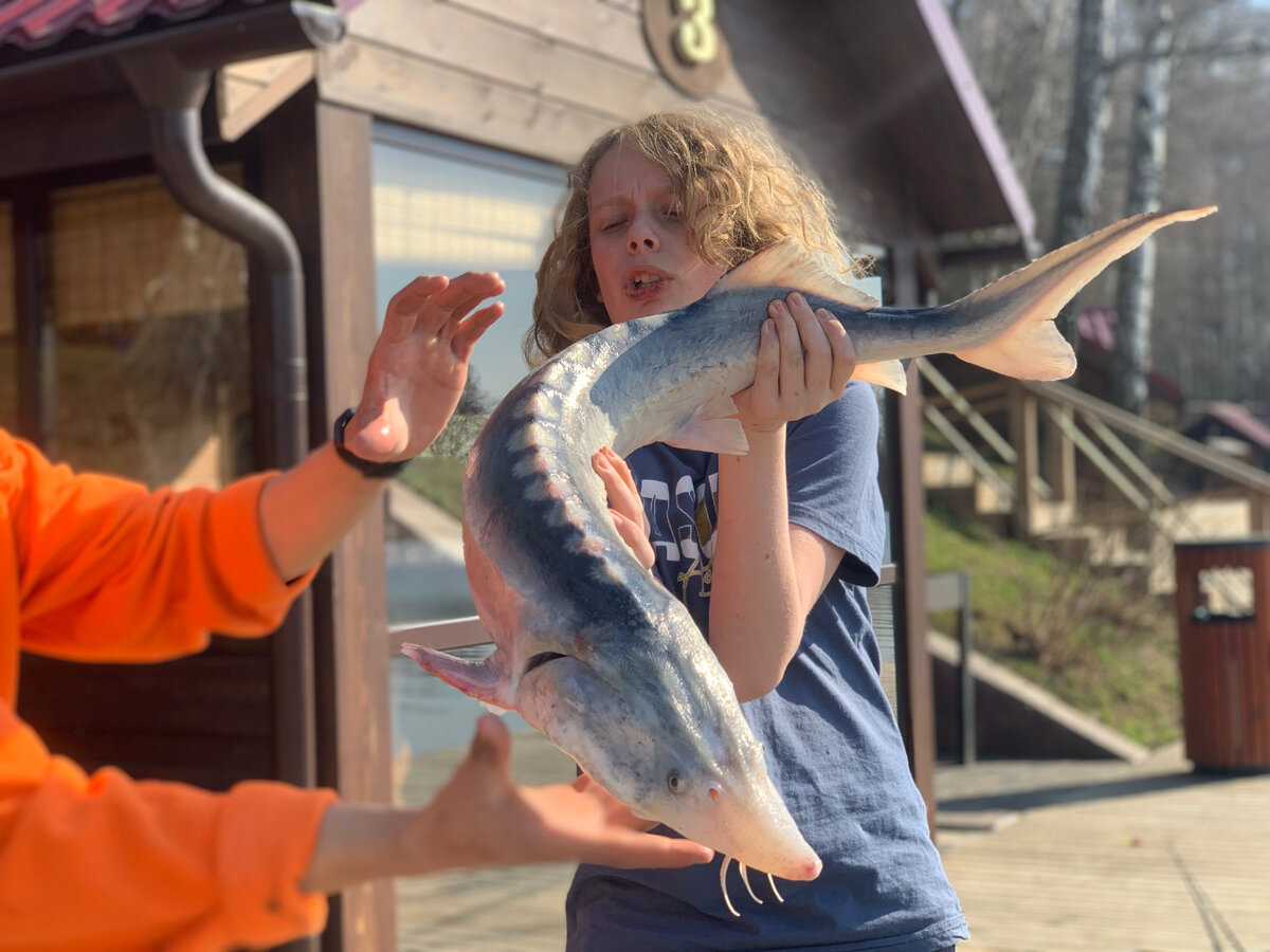 Осётр или белуга? А ну-ка, знатоки, дайте ответ)