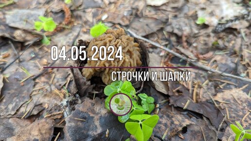 04.05.24г. Молодые строчки и сморчковые шапочки.