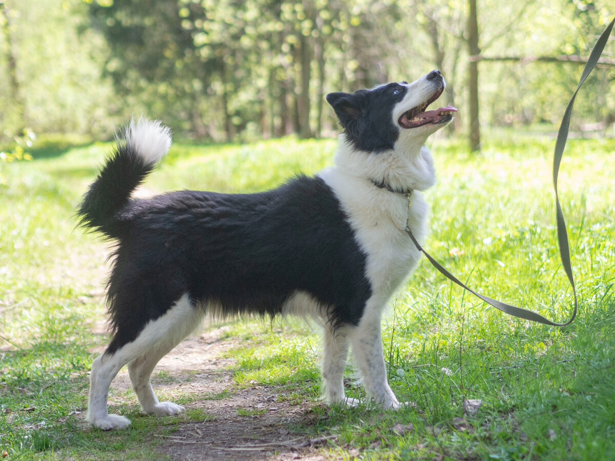 Фея, якутская лайка, молодая веселая и доброжелательная собака. Скорее бы ей повезло опять стать домашней собакой.
