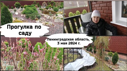 Прогулка по саду. (Ленинградская область, 3 мая 2024 г.)