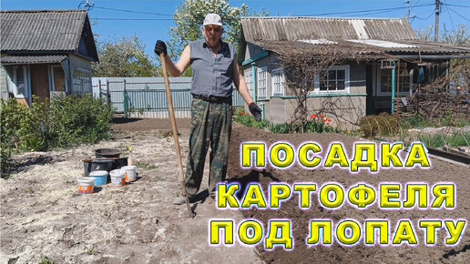 Посадка картофеля под лопату. Самый простой способ посадки картошки. Какое удобрение положить в лунку?