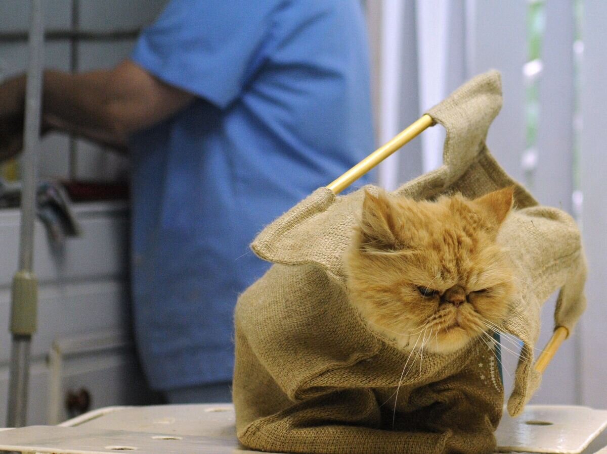    Работа районной ветеринарной станции в Великом Новгороде© РИА Новости / Константин Чалабов