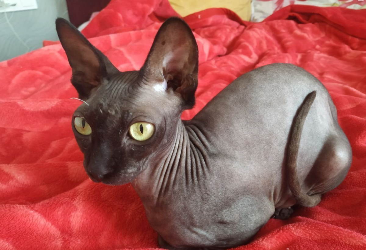 Донской сфинкс "флок", все фото в статтье из интернета