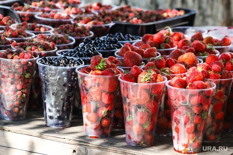 Смородина пользуется большим спросом у россиян Фото: Екатерина Сычкова © URA.RU