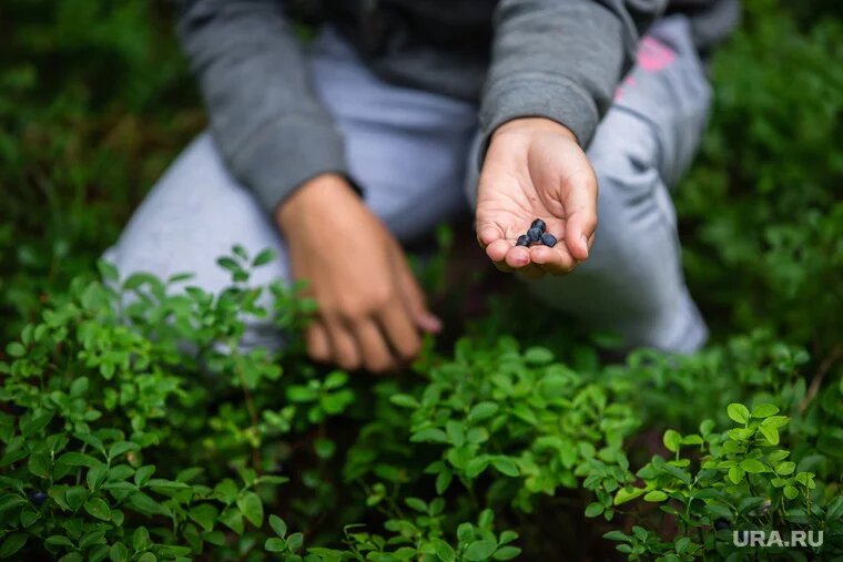 Многие садовники очень любят выращивать смородину Фото: Александр Кулаковский © URA.RU
