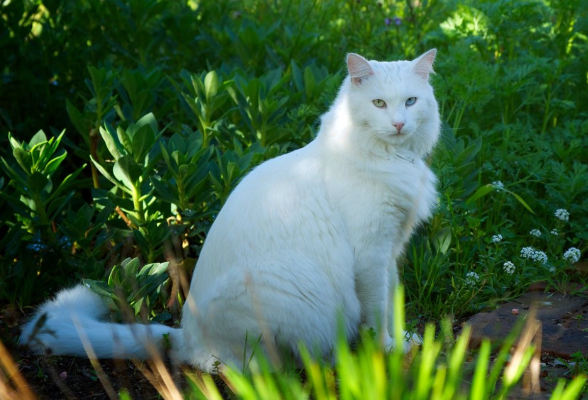Белый кот, порода турецкая ангора