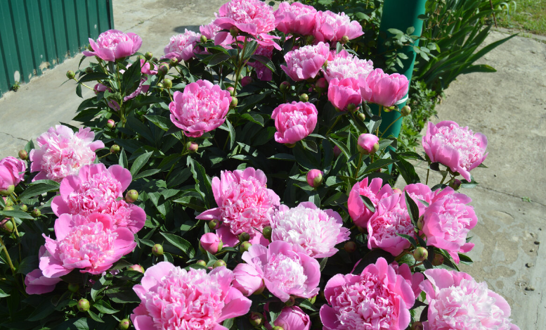 Фото автора. 04.05.2024. Цветёт пион. Кратковременное, но красивое зрелище. Жалка запах не возможно передать.