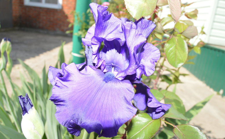 Фото автора. 04.05.2024. "Королевский" Ирис. Такое чудо может создать только природа.