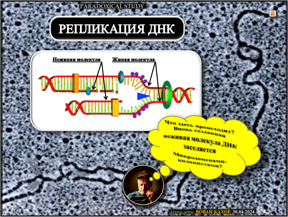 Репликация ДНК | ВЕСТИ ИЗ ПАРАДОКСАЛЬНОЙ ЗОНЫ | Дзен