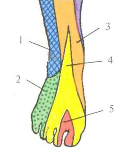 То, что на фото выделено желтым (4) — зона онемения при повреждении нервных волокон поверхностного малоберцового нерва(верхняя невропатия). 5 - зона онемения при повреждении нервных волокон глубокого малоберцового нерва - нижняя невропатия