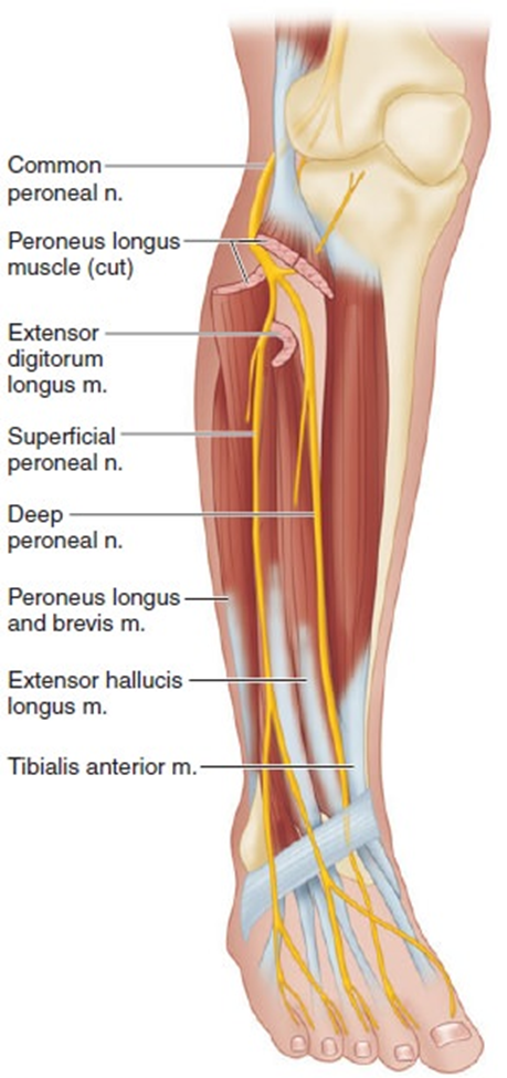 Строение малоберцового нерва