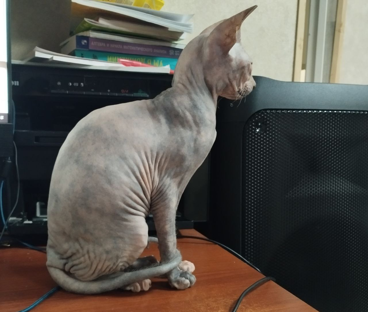 Растет котёнок. Фото автора