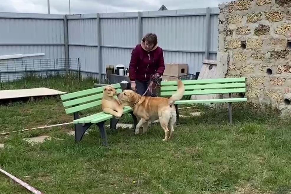 Валдай и его плюшевая коварная невеста