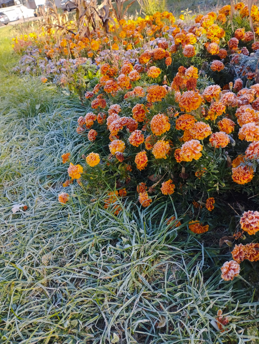Первые заморозки в городе. 