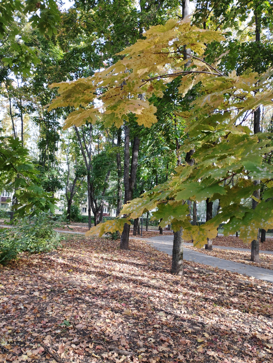 Парк, в котором я каждый день гуляю с палочками.. В любую погоду. 