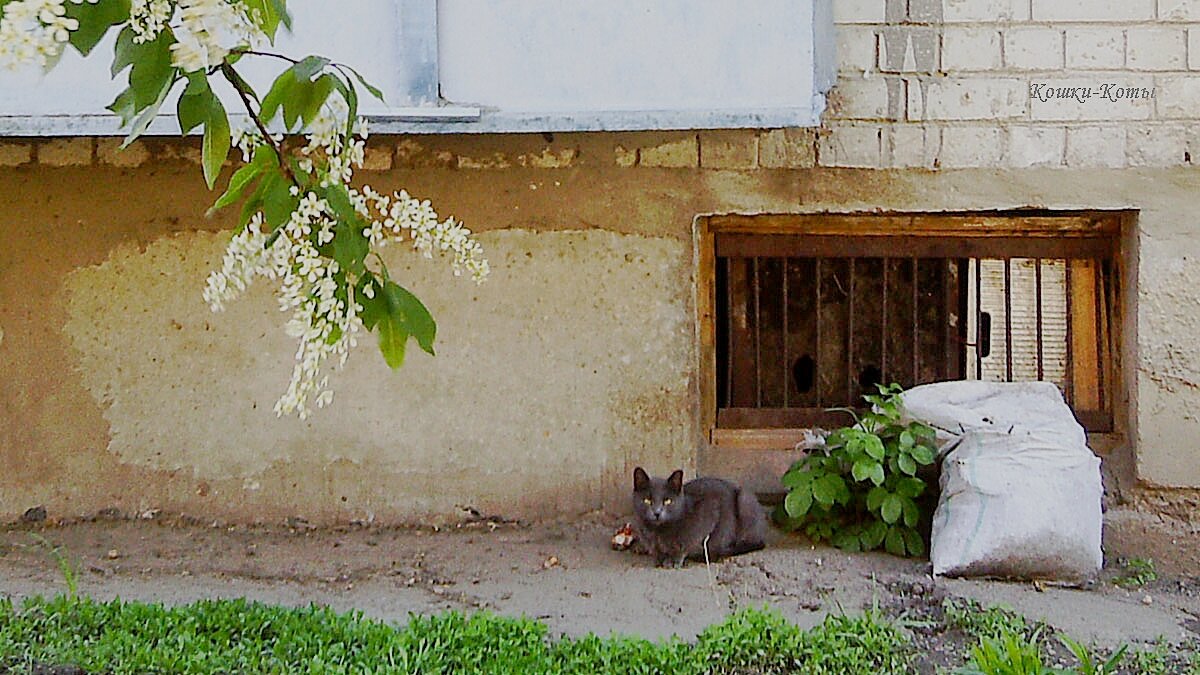 Что предсказывает кукушка, сидя на черёмухе | Кошки-Коты | Дзен