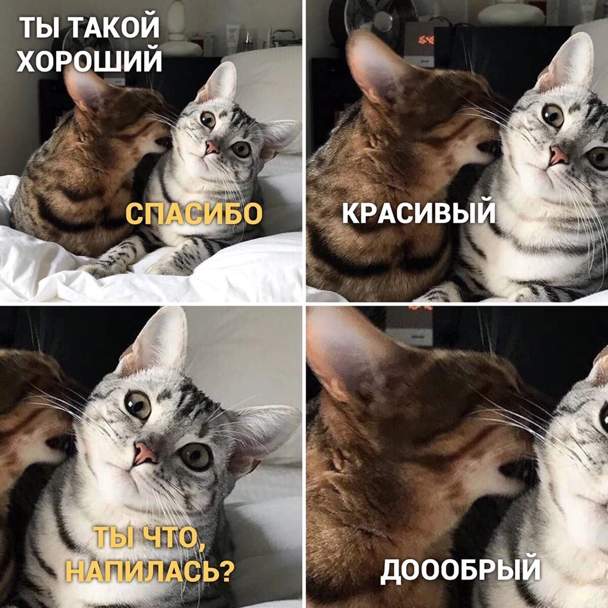 Смешные мемы про кошек — это отличный способ поднять настроение и поделиться забавными историями о наших пушистых друзьях. В этой статье мы рассмотрим некоторые популярные мемы.