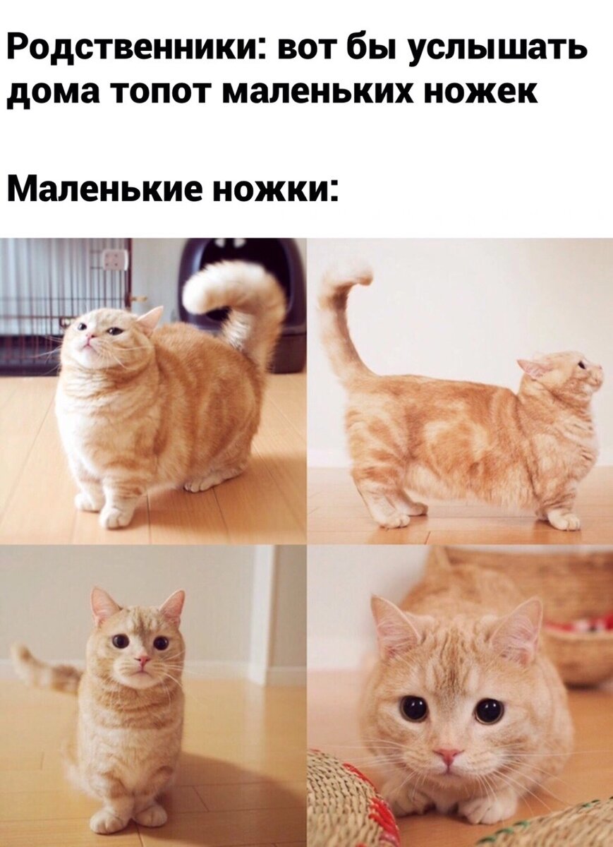 Мемы с котами самые лучшие