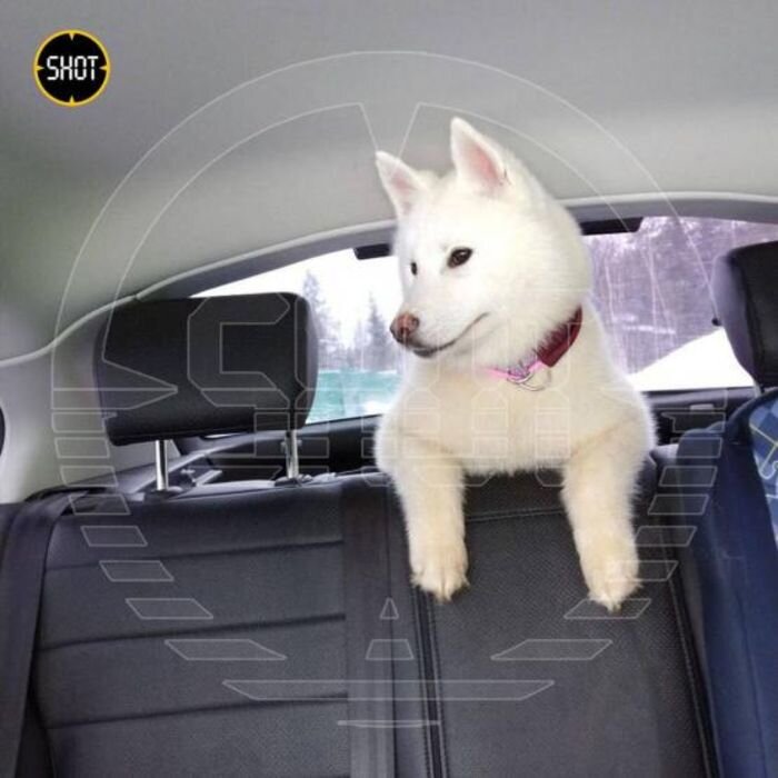 Источник фото: Telegram-канал SHOT