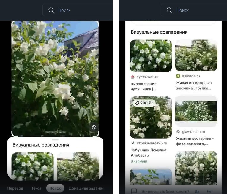 Скрин экрана программы Google Объектив при наводе камеры на куст чубушника