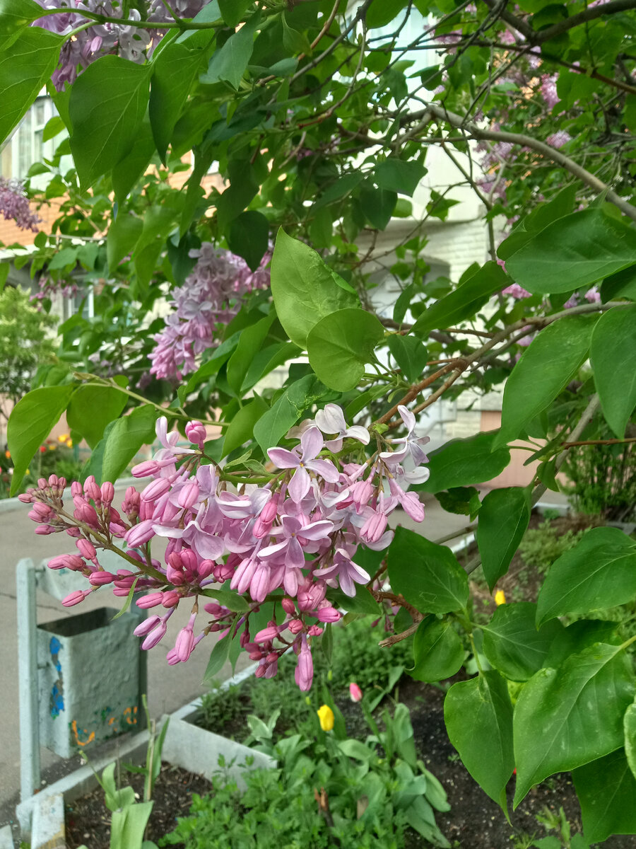 Красавица сирень