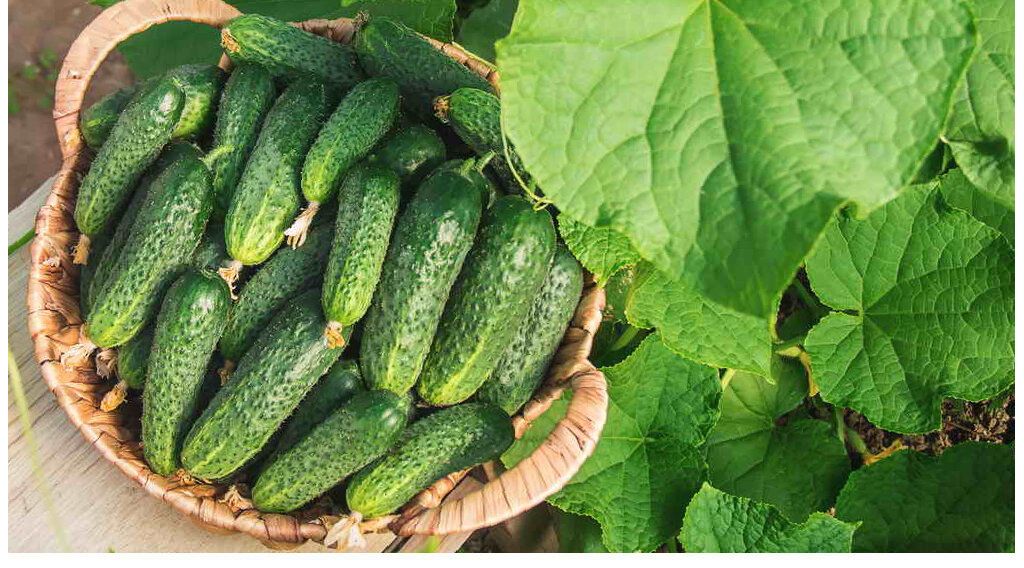 Огурцы – любимая многими овощная культура. 