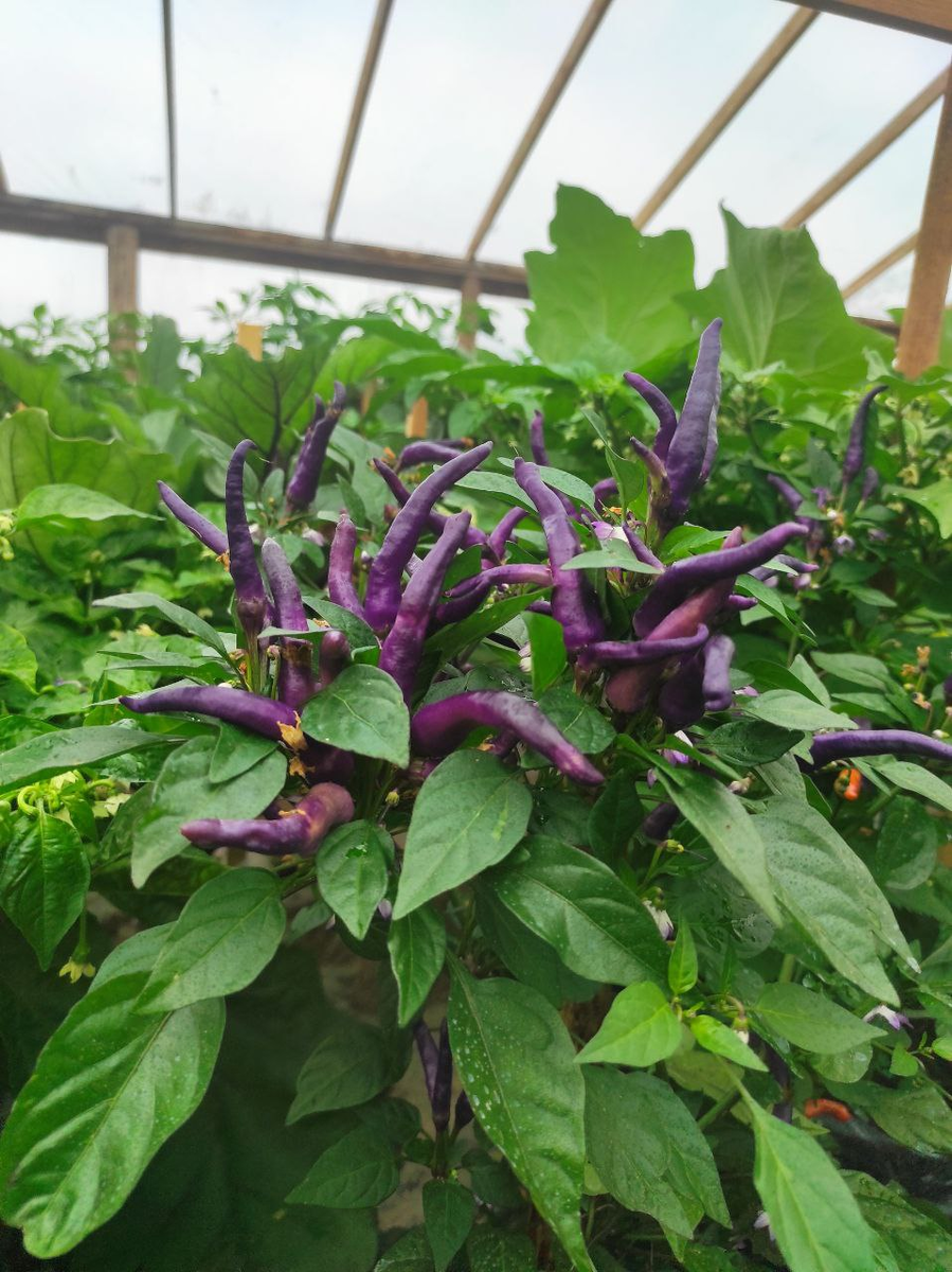 Tricolor Variegata, Uchu, April fool's day, коллекция Дядюшки Чили